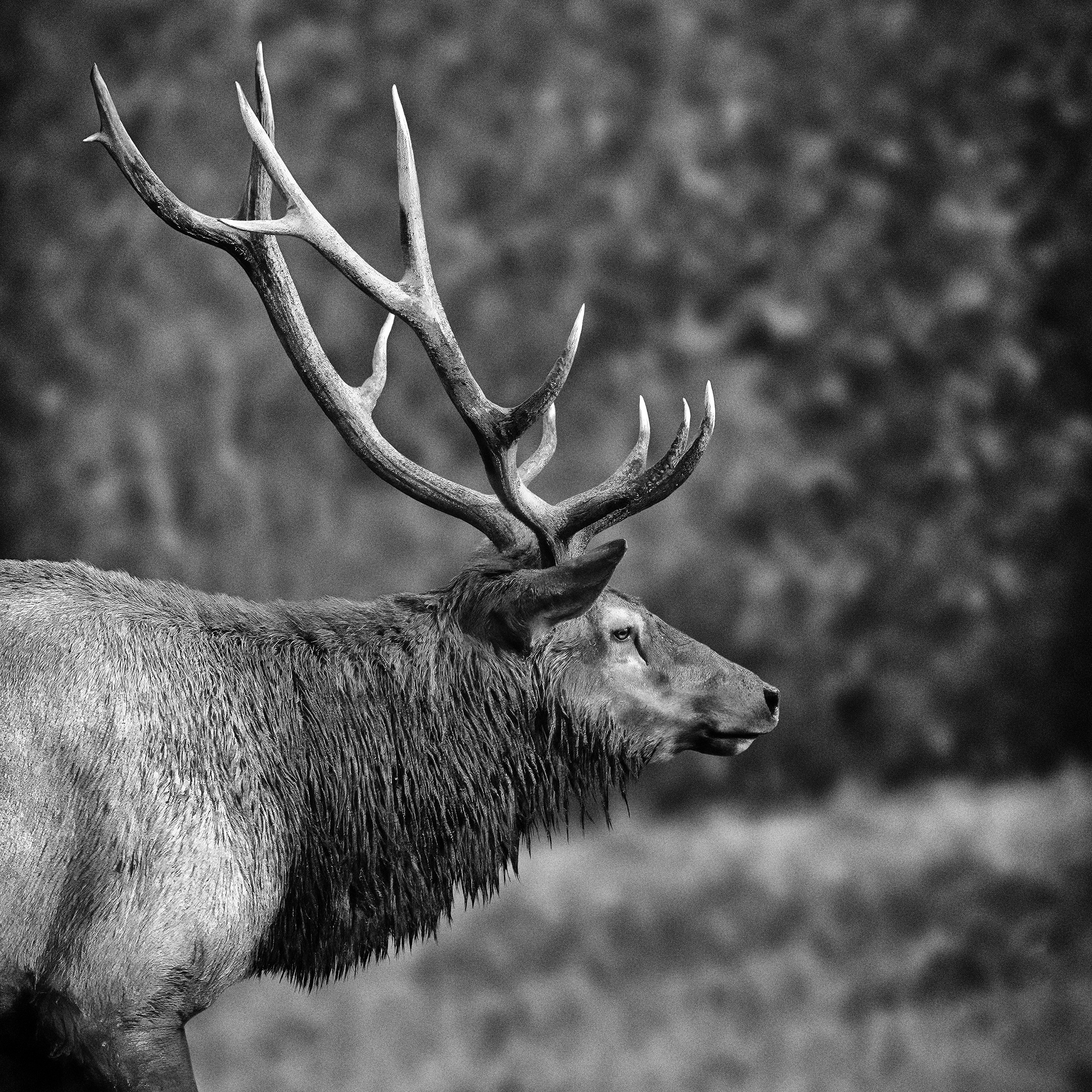 Rocky Mountain Elk (B&W, Washington State)