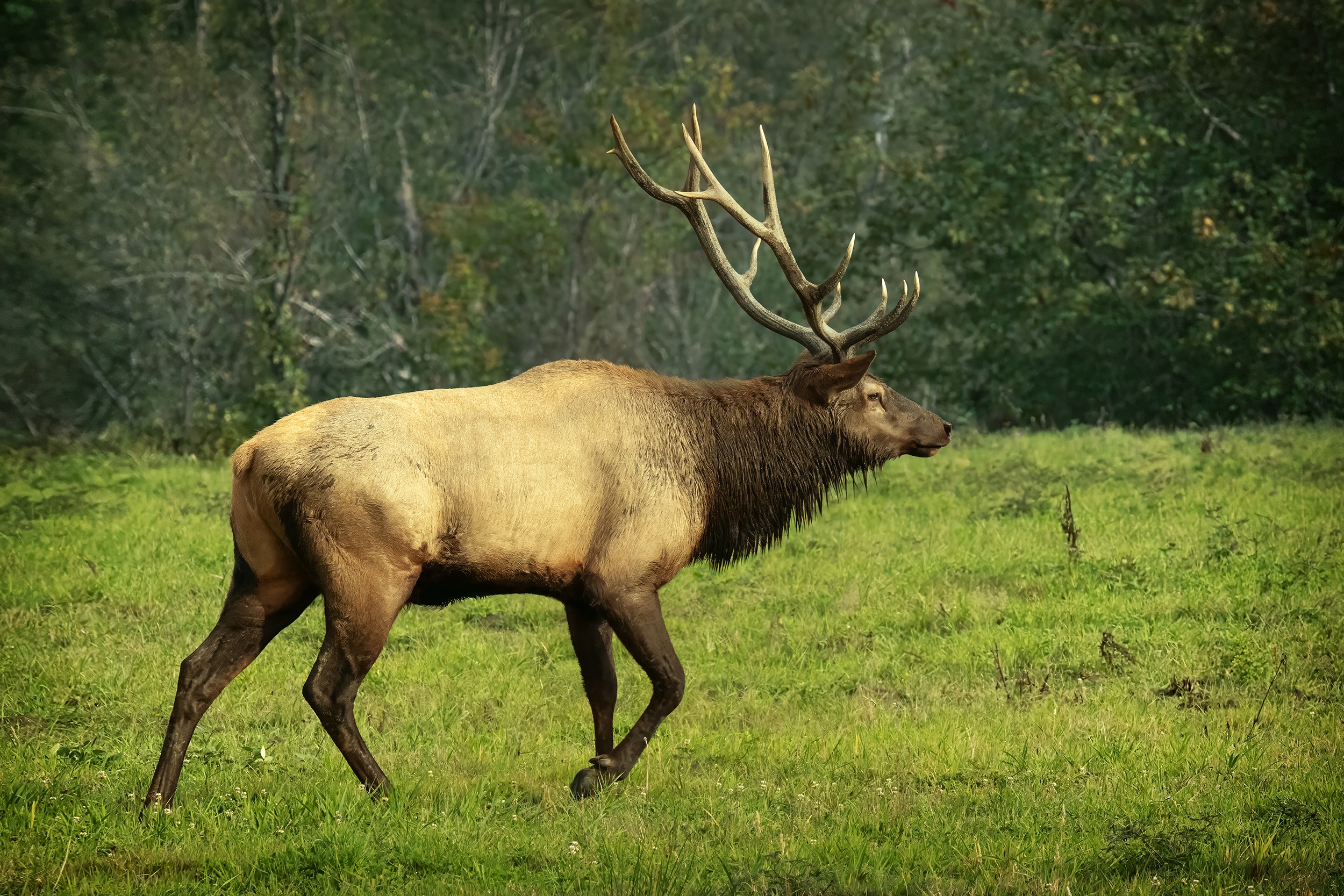 Rocky Mountain Elk  (Washington State)