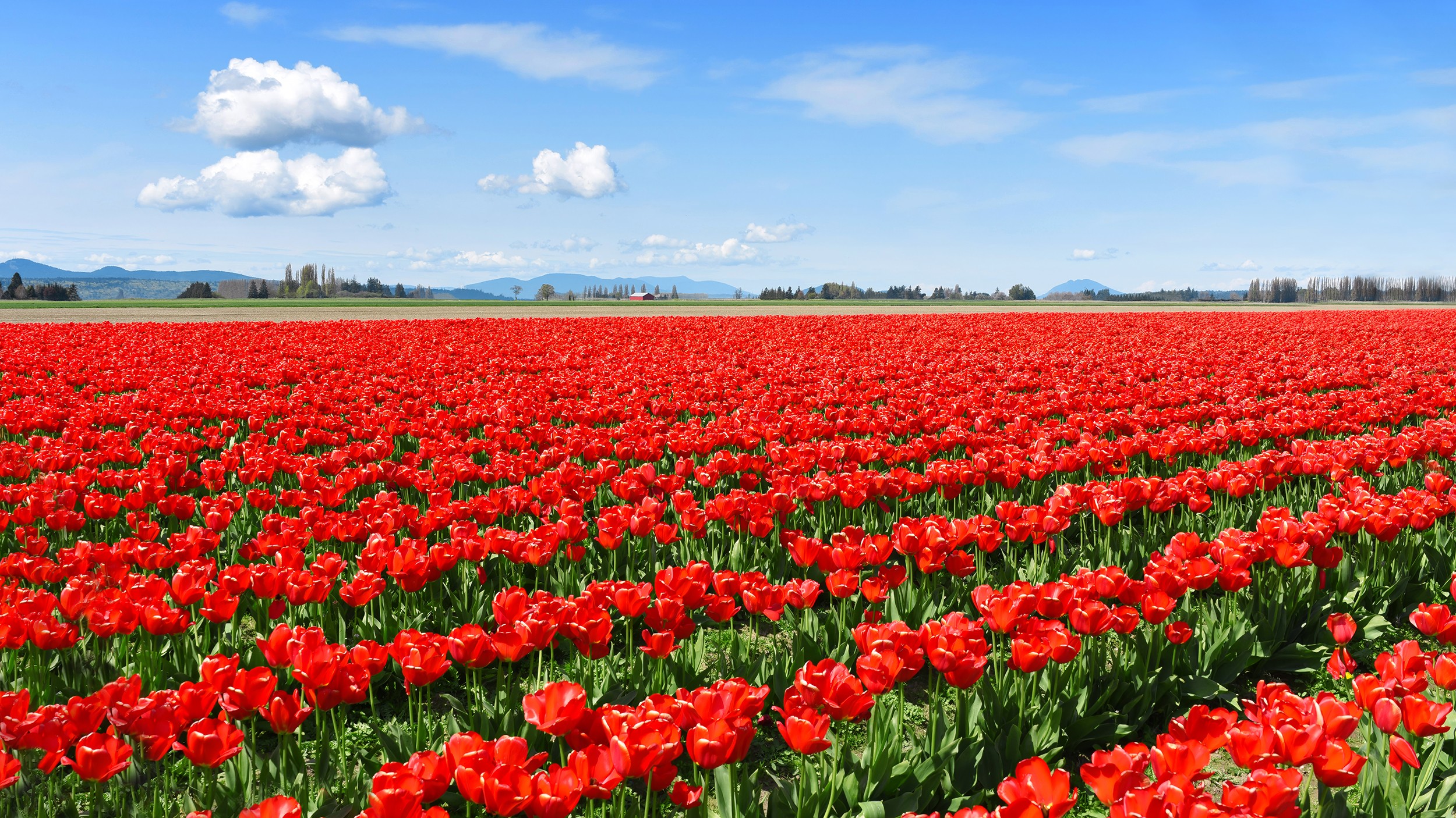 Red Tulips (Washington)