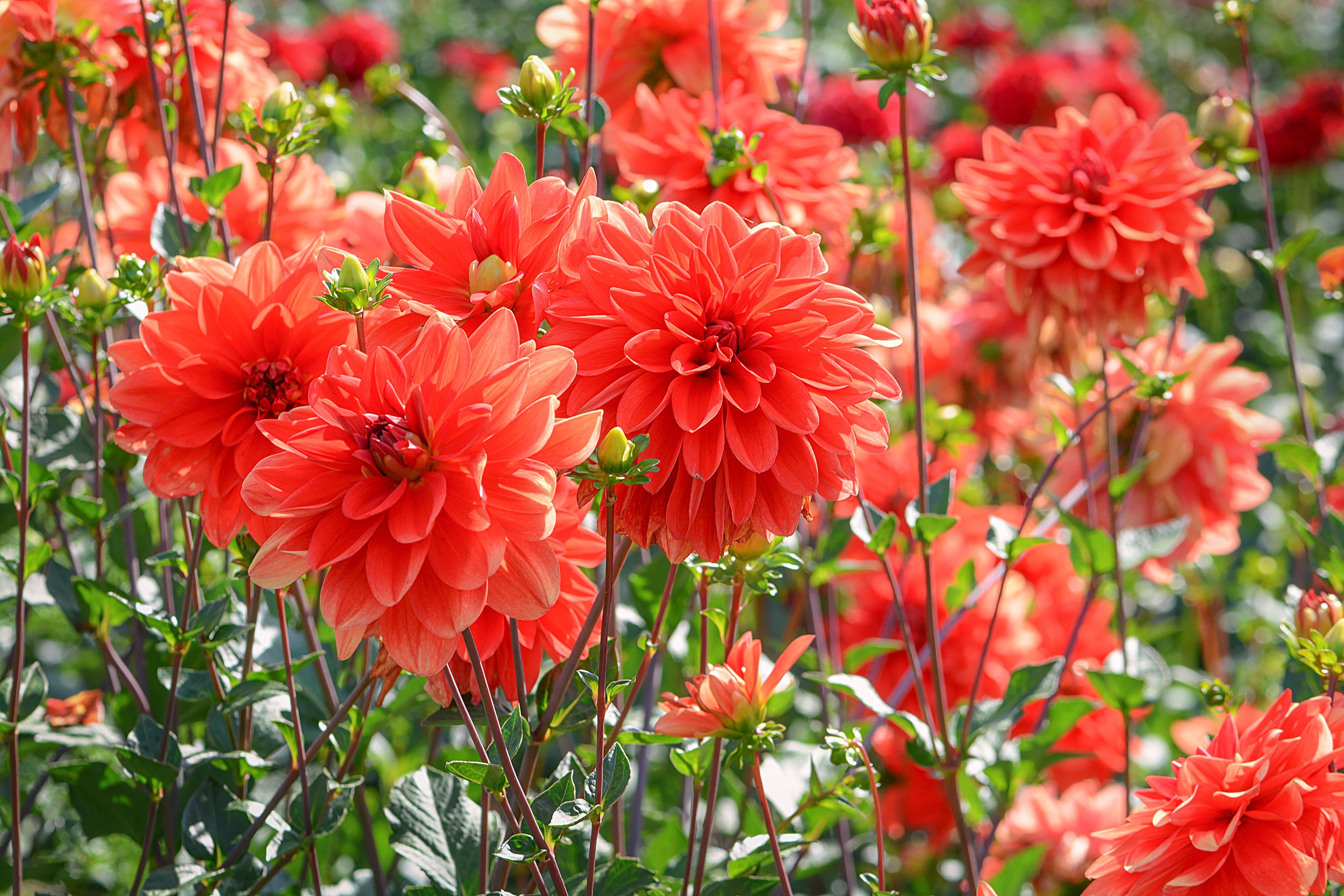 Red Dahlia 1 (Washington)