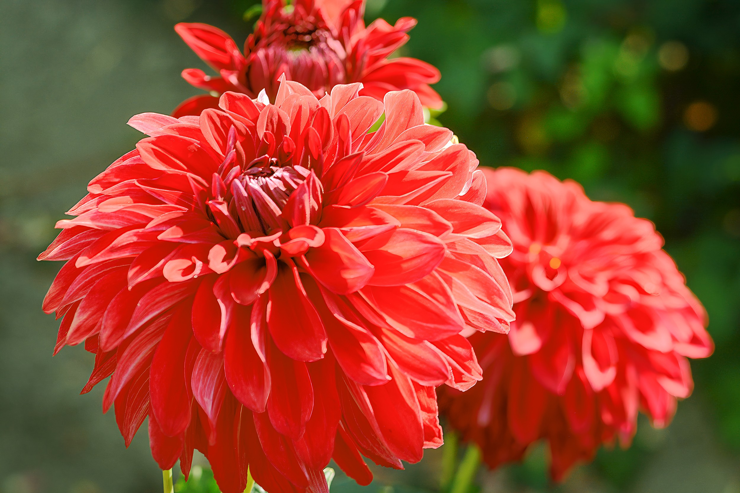 Red Dahlia 1 (Washington)