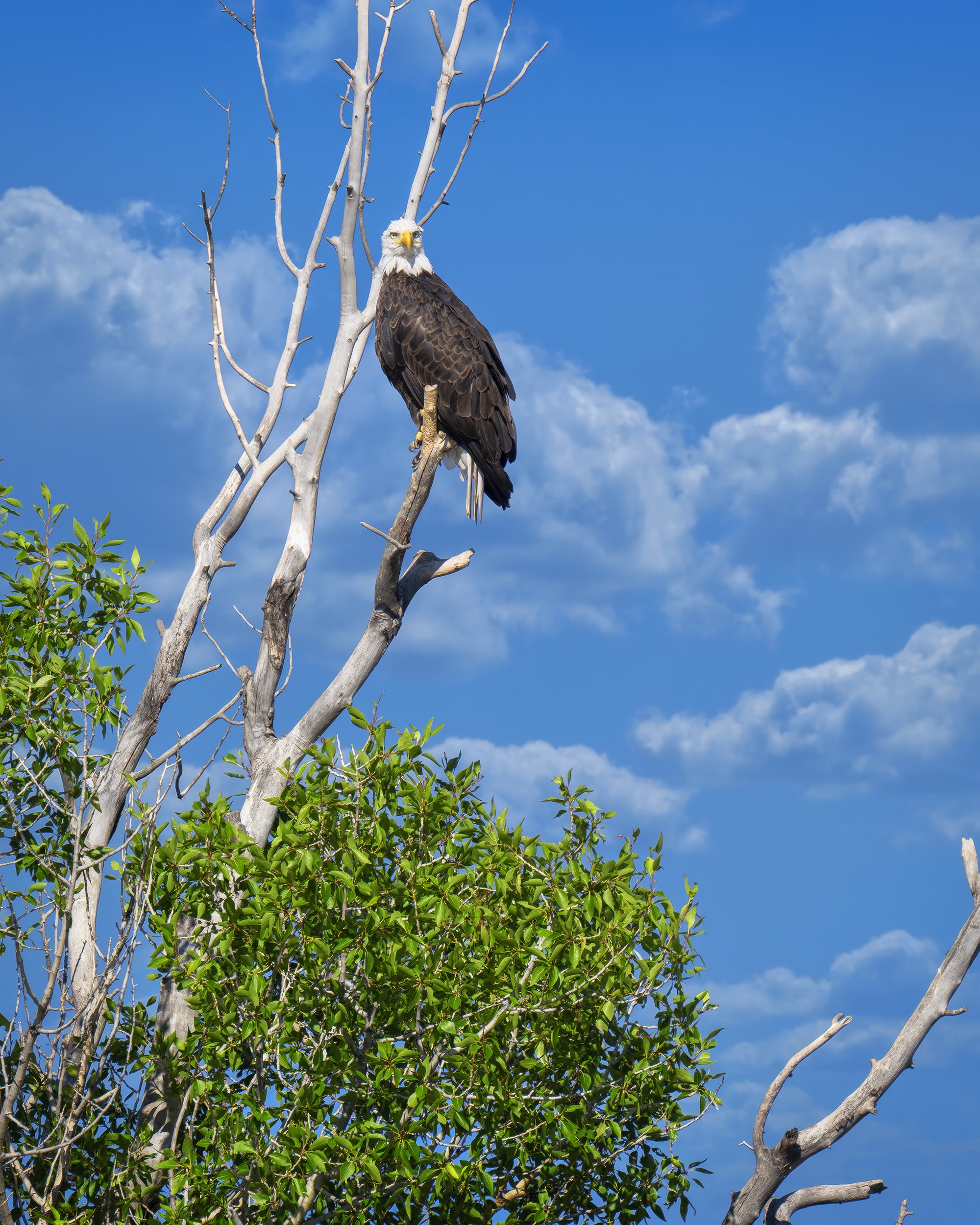 Eagle in  Yellowstone River