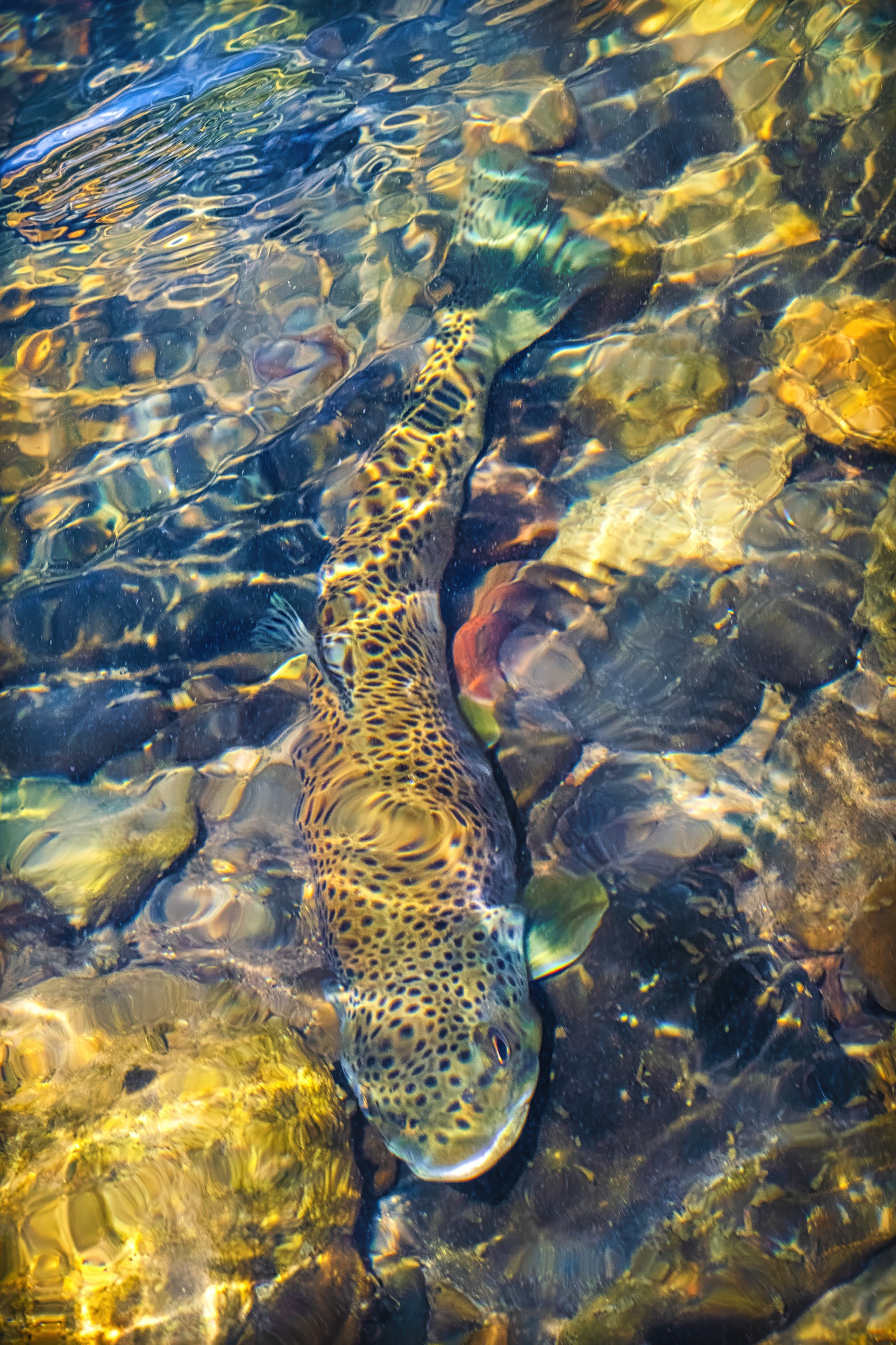 Brown Trout (Yellowstone River)